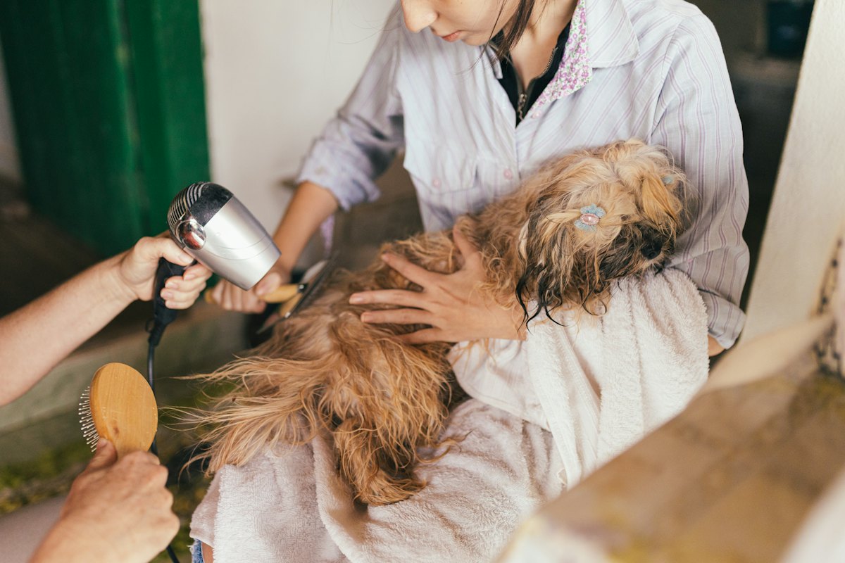 A groomer blow-drying a small dog in her grooming studio